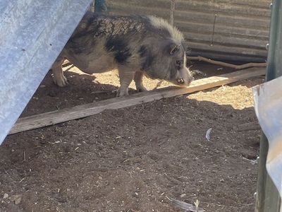 Potbelly pigs/ need gone asap