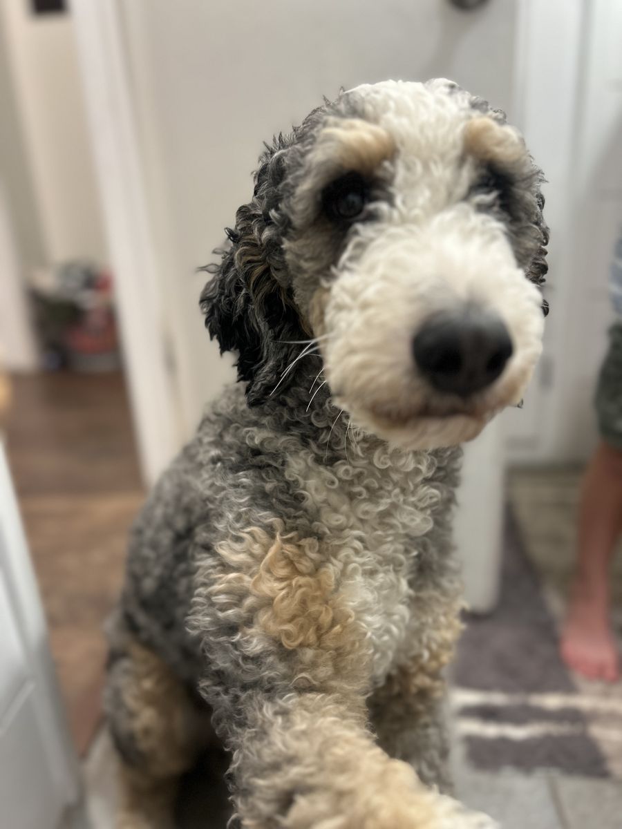 Mini Bernedoodle stud