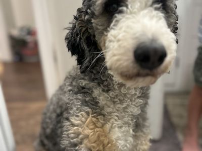 Mini Bernedoodle stud