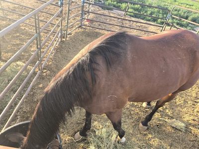 amazing gelding for sale!