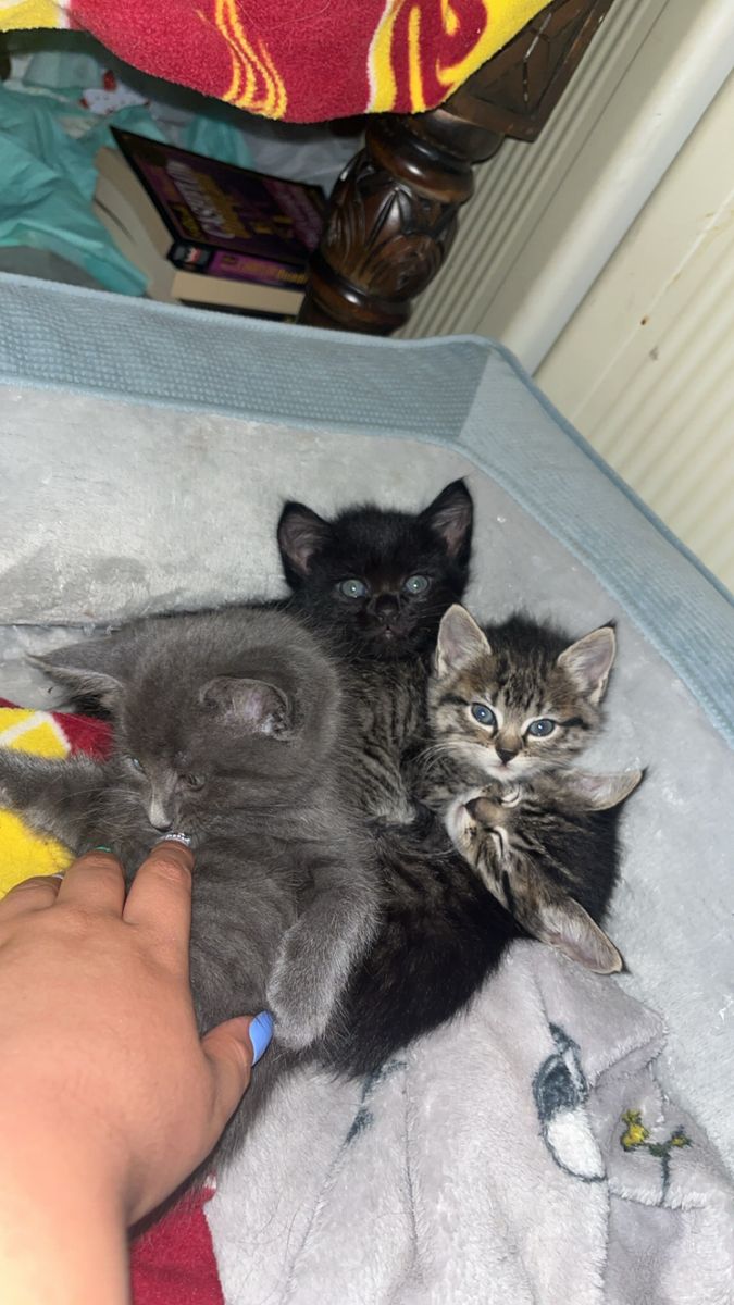 8-Week-Old Playful Litter Trained Kittens