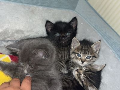 8-Week-Old Playful Litter Trained Kittens