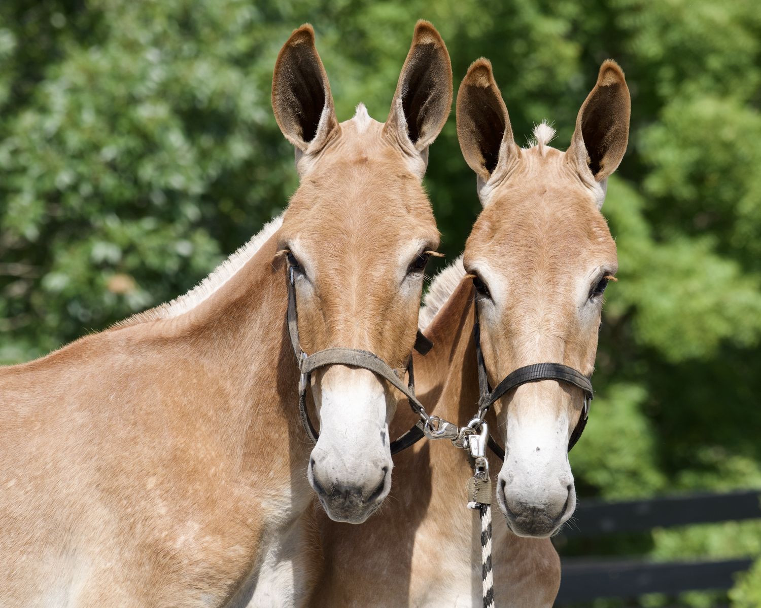 Yearling Draft Mule Colts for Sale