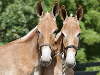 Yearling Draft Mule Colts for Sale