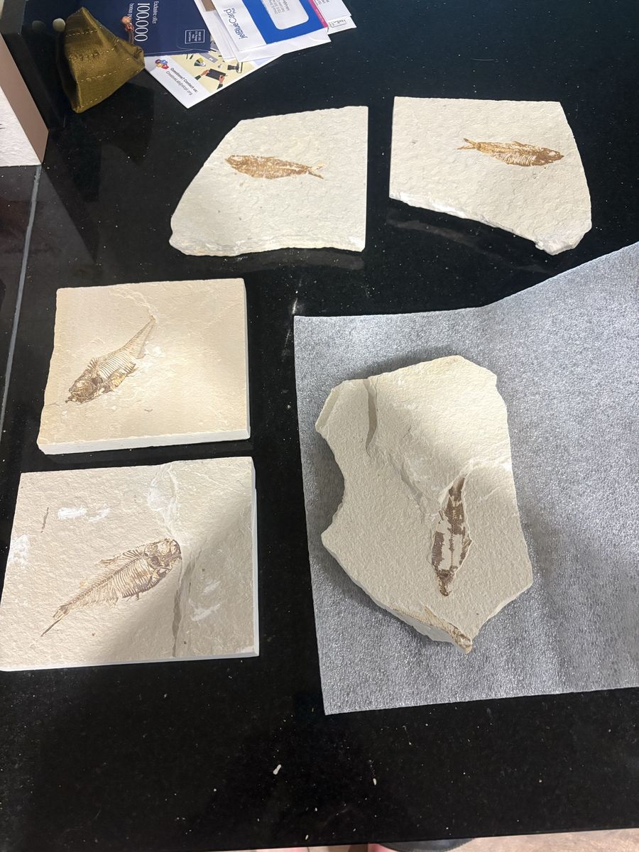Fish fossils
