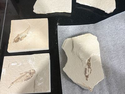 Fish fossils
