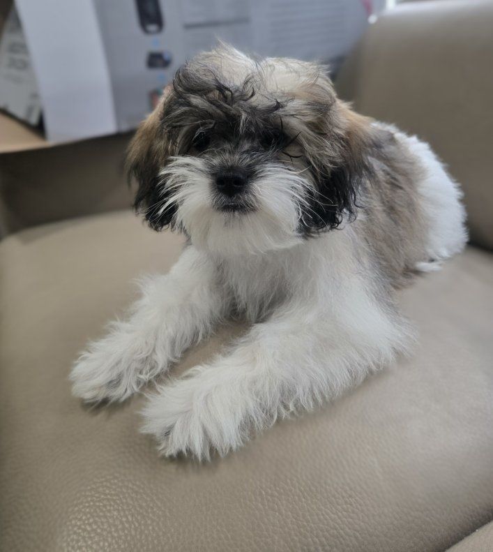 Adorable Hava Shu Puppy - Ready for a Loving Home!