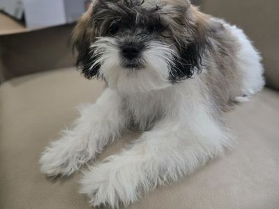 Adorable Hava Shu Puppy - Ready for a Loving Home!