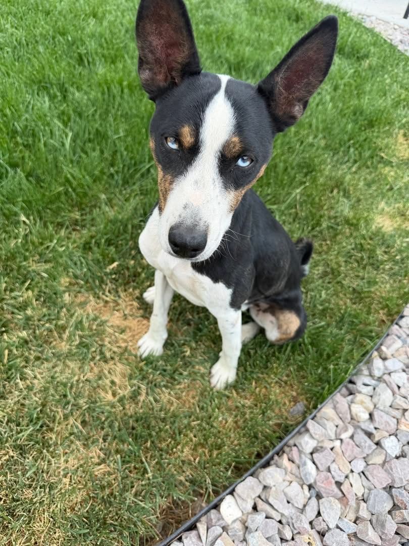 Basenji Boy/Girl