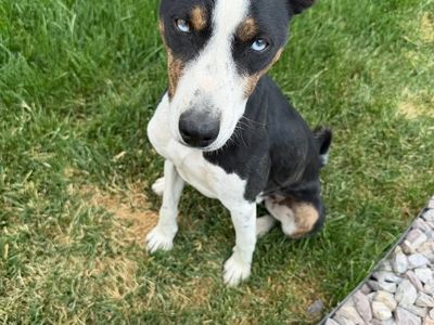 Basenji Boy/Girl