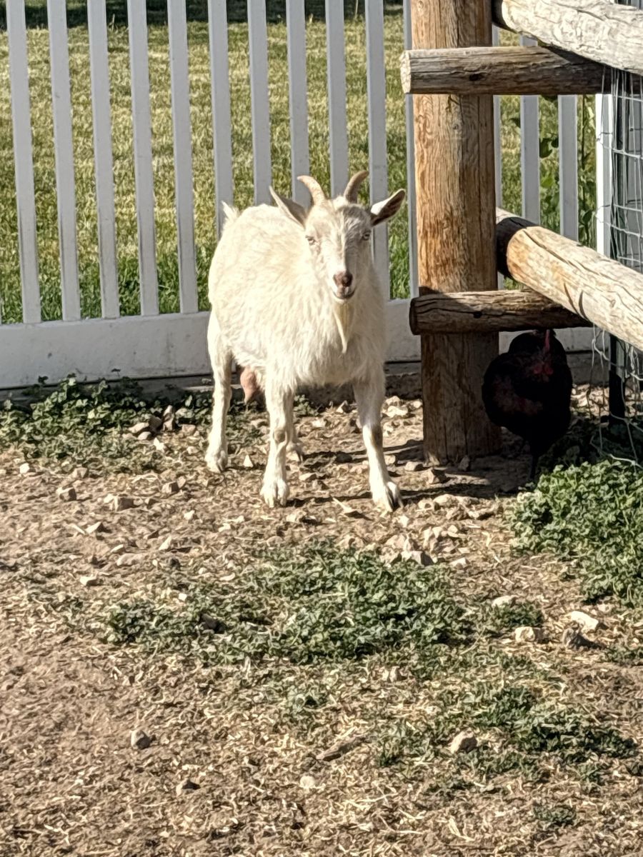 Nigerian Dwarf Goat