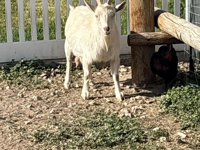 Nigerian Dwarf Goat