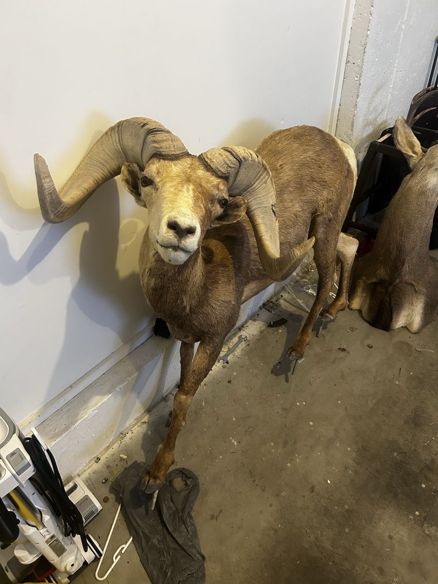 Full Body Ram Taxidermy Mount