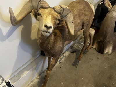 Full Body Ram Taxidermy Mount