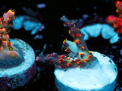 Coral Frags for Sale – SPS Heavy, Some LPS – Great Prices