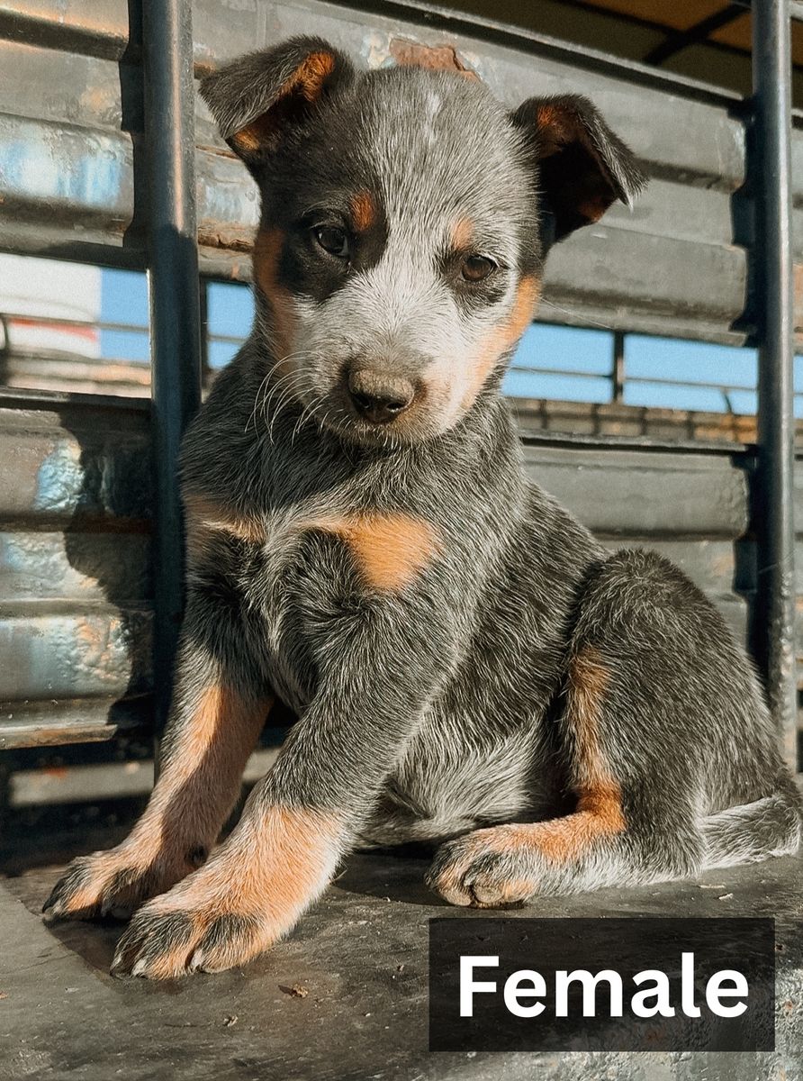 Purebred heeler puppies