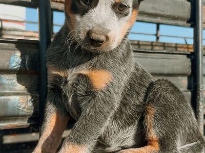 Purebred heeler puppies