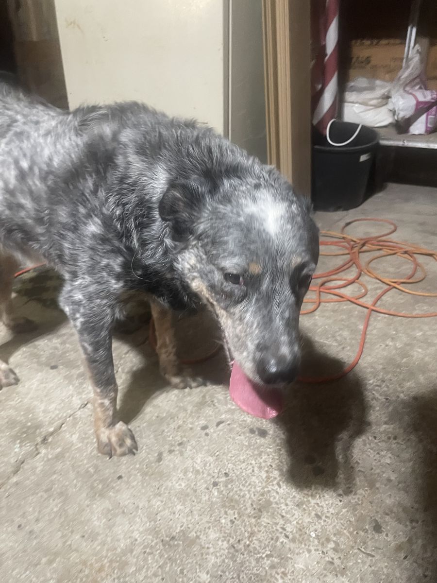 Found Heeler- East side Tooel