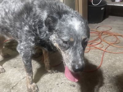 Found Heeler- East side Tooel