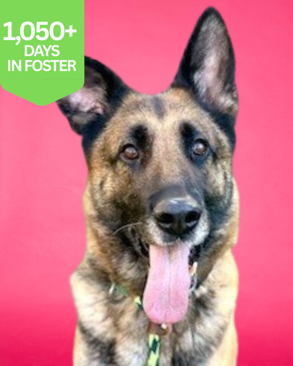 A134370 Alexia is Available for Adoption!