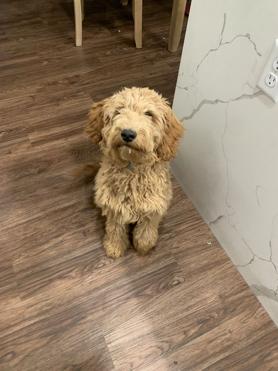 Two Mini Goldendoodle boys need a new home