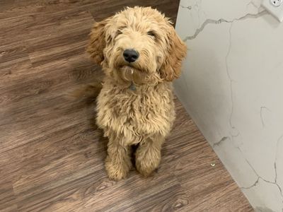 Two Mini Goldendoodle boys need a new home