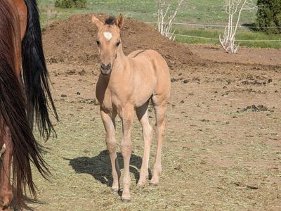 Grullo AQHA Filly