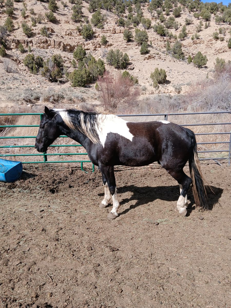 7 year gelding