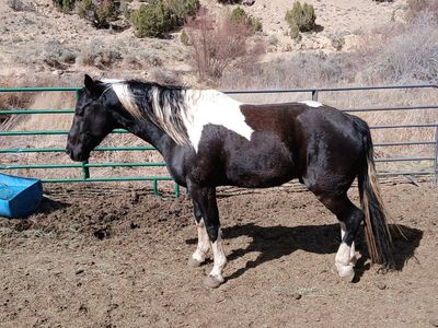 7 year gelding