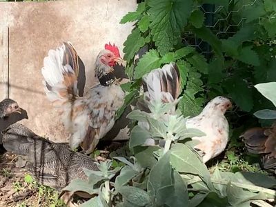Beautiful Young Calico Serama Pair