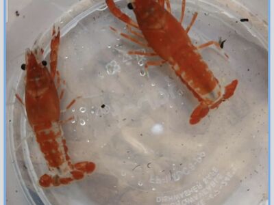 Rare Red & White Crayfish – Limited Drop!