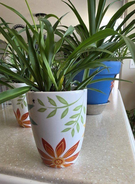 Mother's Day cute live plants