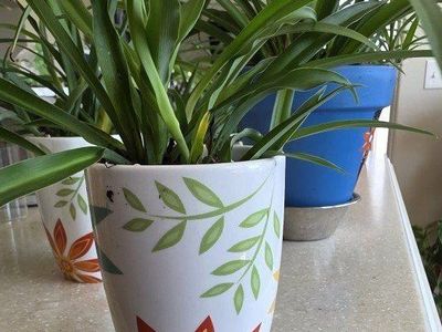 Mother's Day cute live plants