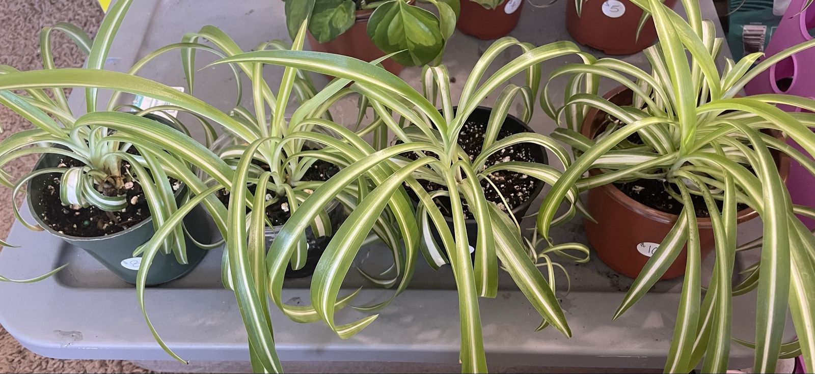 Variegated Curly Spider Plants (Bonnie’s)