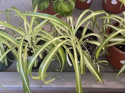 Variegated Curly Spider Plants (Bonnie’s)