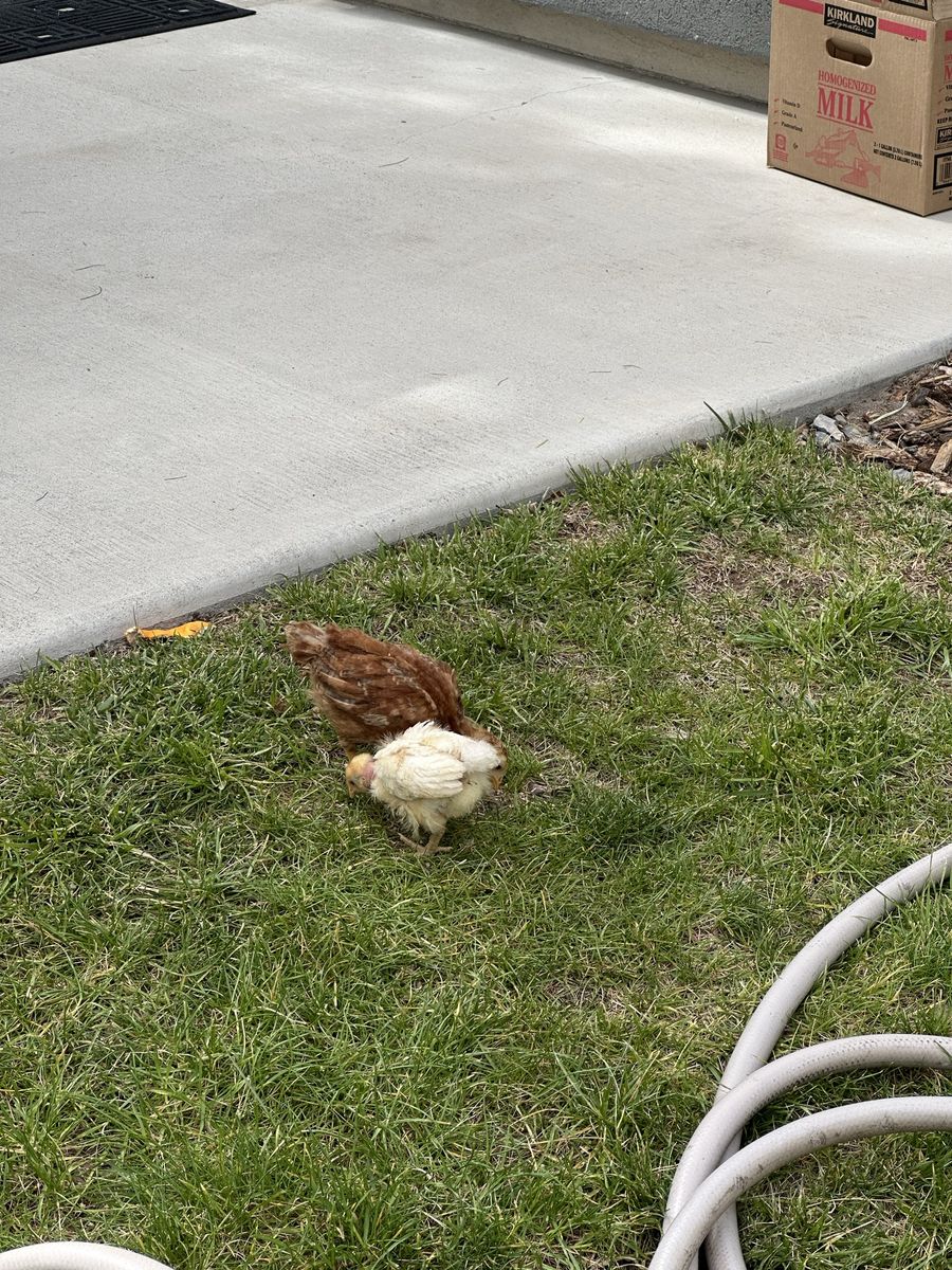 Pullets - Turken/Naked Neck Chicken