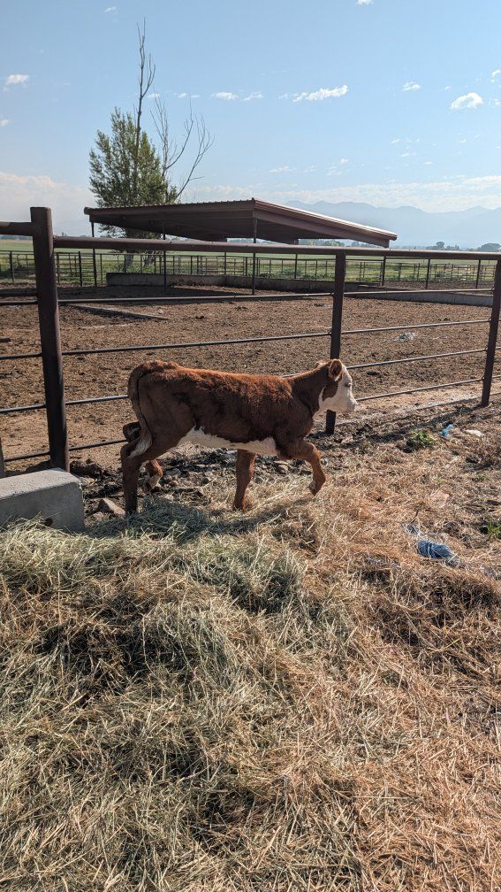 Hereford heifer calf