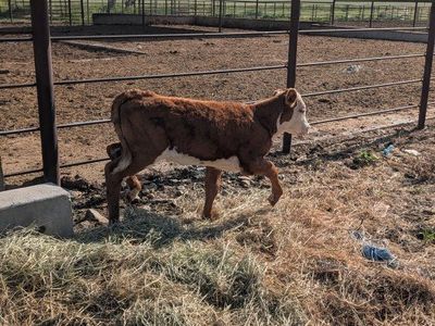 Hereford heifer calf