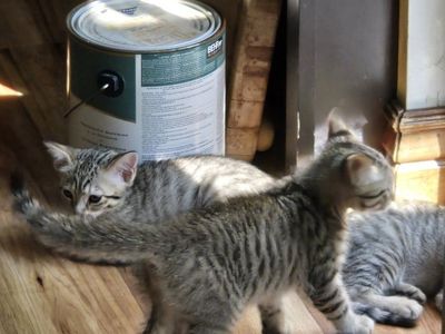 savannah kittens