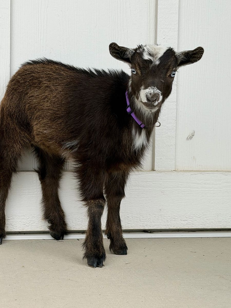Beautiful Blue Eyed Nigerian Dwarf Does