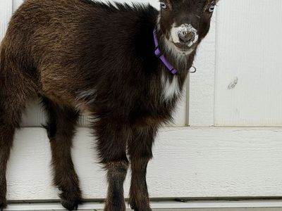 Beautiful Blue Eyed Nigerian Dwarf Does