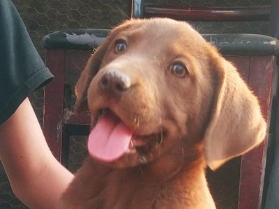 Borador Puppies, $125 each
