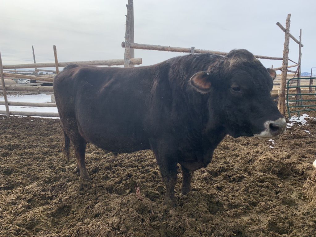 5 Yr Brown Swiss Jersey Cross Dairy Bull
