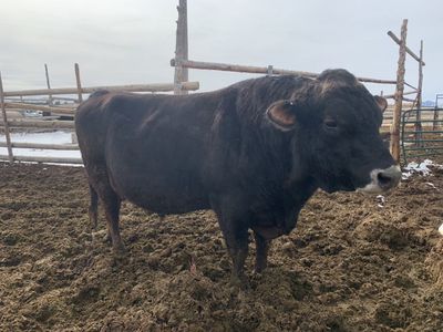 5 Yr Brown Swiss Jersey Cross Dairy Bull