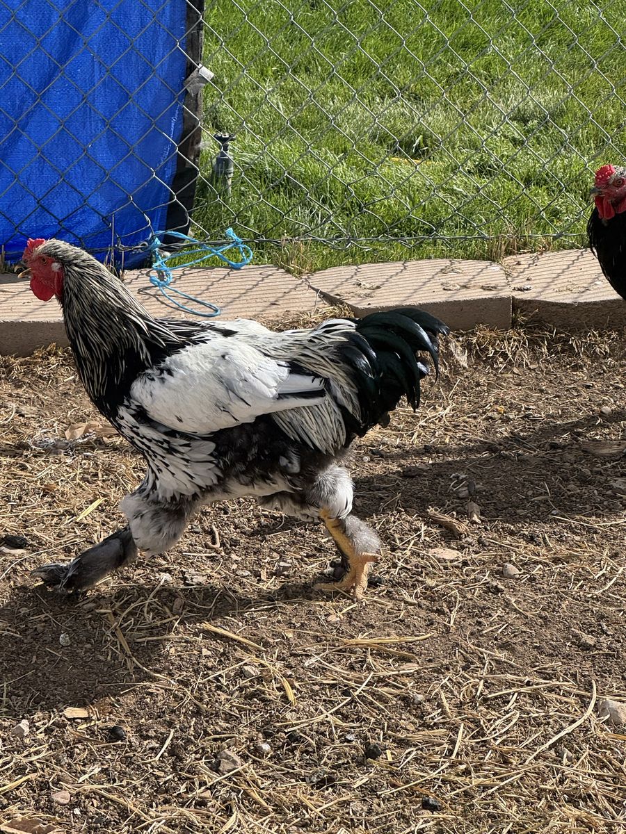 Silver Laced Brahma Rooster