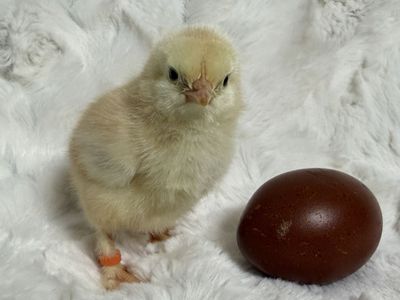 French Black Tailed Red Maran Chicks