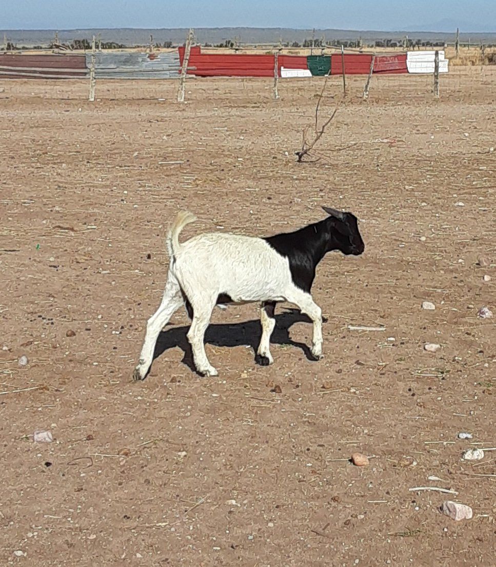 flashy boer buckling for sale