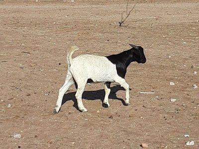 flashy boer buckling for sale