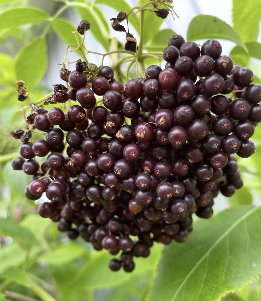 Organic Elderberries for Sale - Organic & Locally Grown - Perfect for Jams, Syrups, and More!