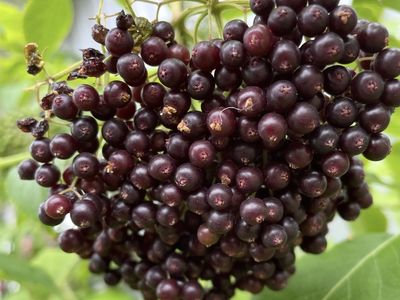 Organic Elderberries for Sale - Organic & Locally Grown - Perfect for Jams, Syrups, and More!